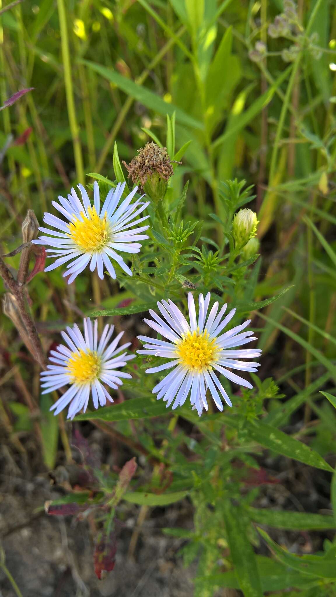 Image of eastern daisy fleabane