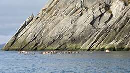 Image of Laptev Sea walrus