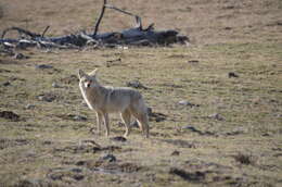 Sivun Canis latrans lestes Merriam 1897 kuva