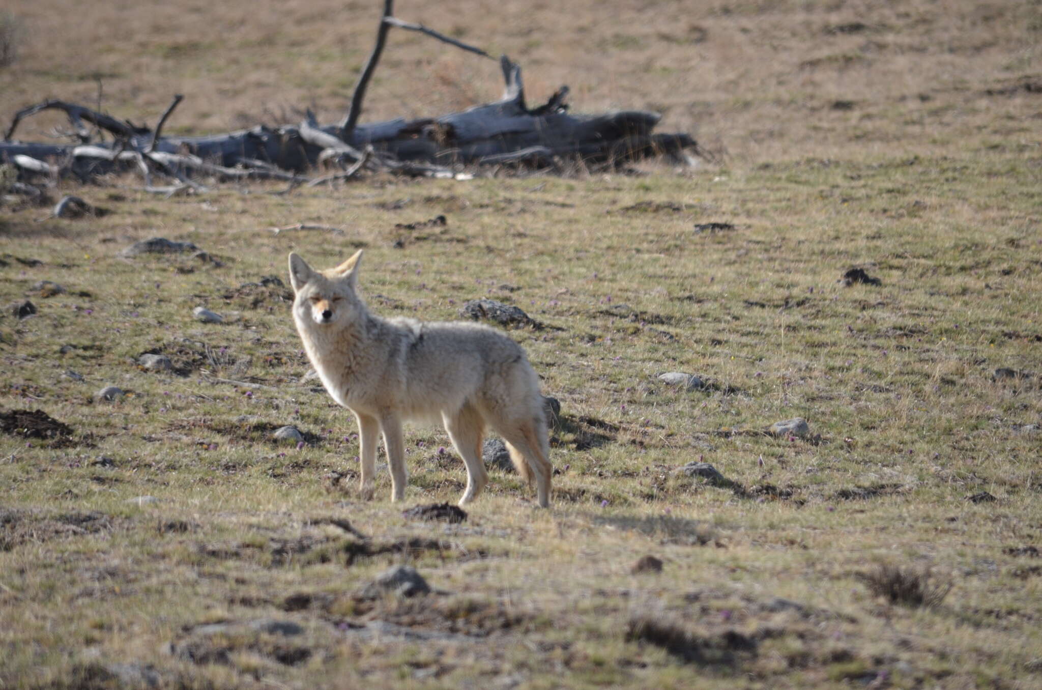 Sivun Canis latrans lestes Merriam 1897 kuva