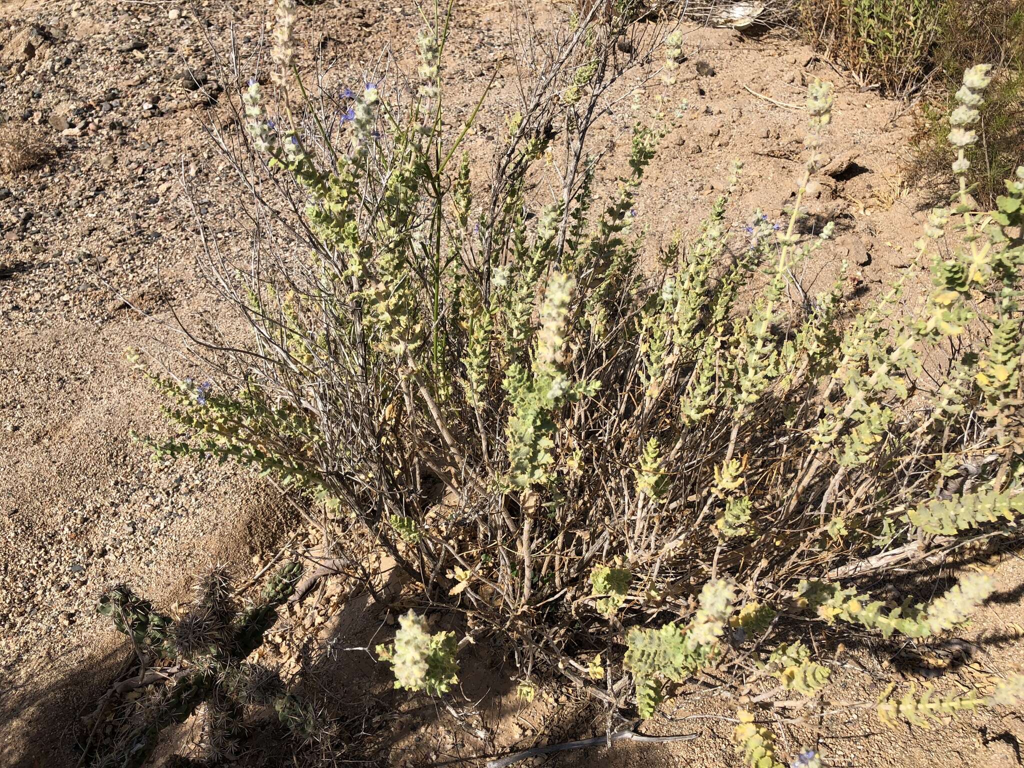 Image of Salvia californica Brandegee