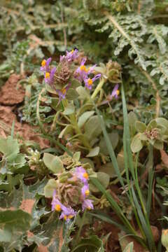 Image de Linaria reflexa (L.) Desf.