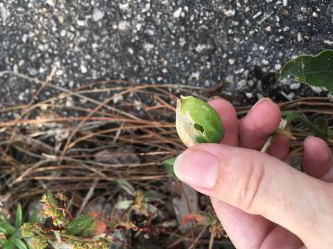 Image of Walter's groundcherry