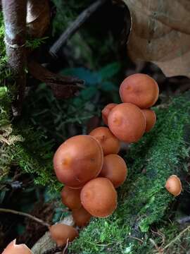 Image de Psilocybe yungensis Singer & A. H. Sm. 1958