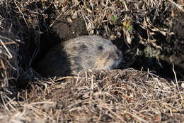 Image of Brown Lemming