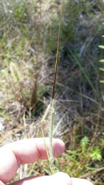 Image of Florida False Beard Grass