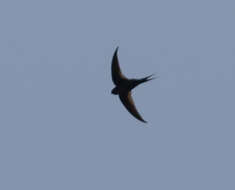 Image of Malagasy Palm Swift