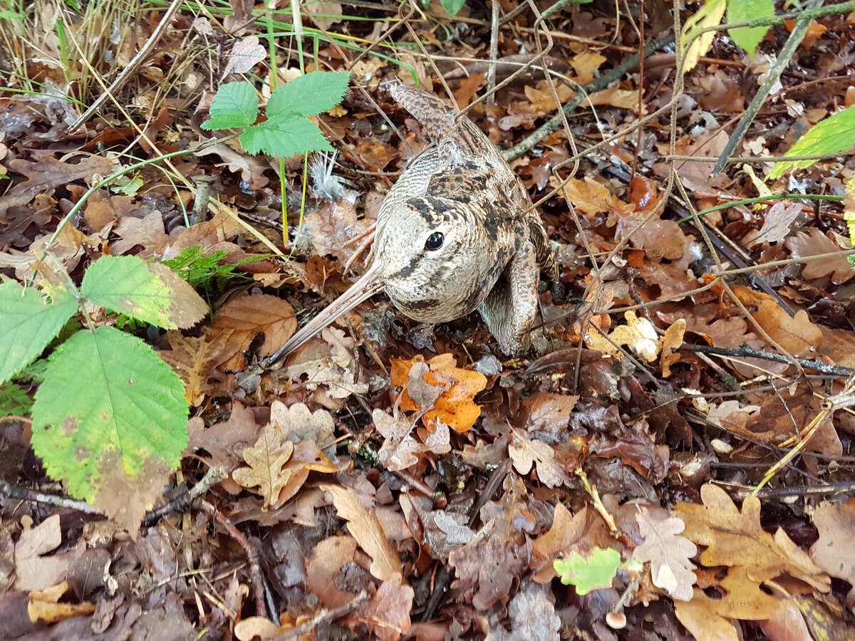 Image of Woodcock