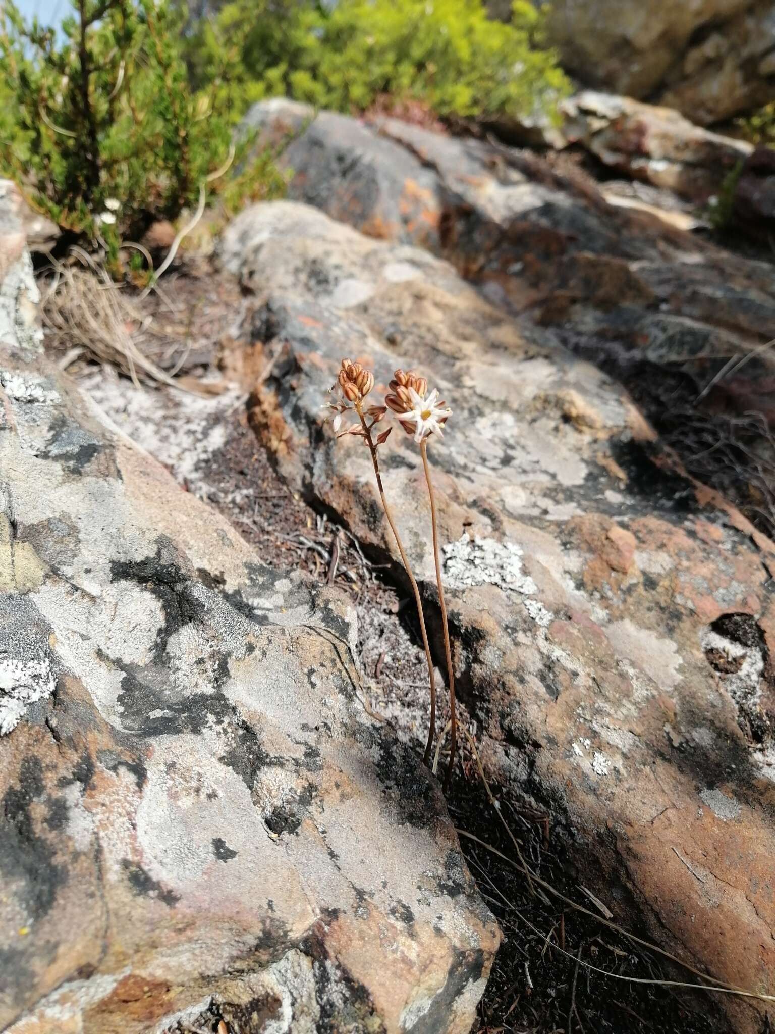 Image of Drimia virens (Schltr.) J. C. Manning & Goldblatt