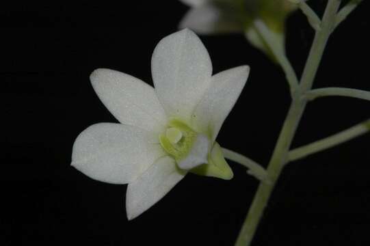 Слика од Dendrobium ovatum (L.) Kraenzl.