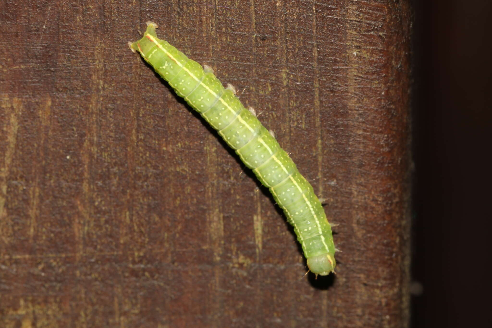 Imagem de Westermannia elliptica Bryk 1913