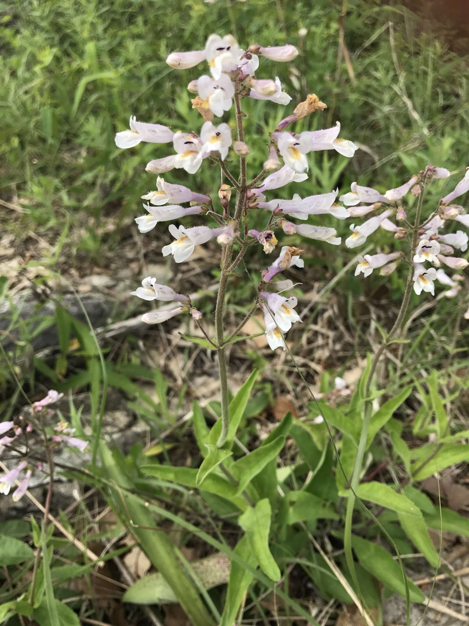 Image of pale beardtongue