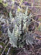 Image of Newberry's lipfern