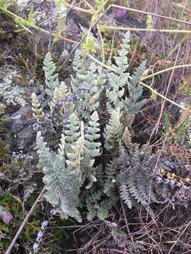 Image de Myriopteris newberryi (D. C. Eat.) Grusz & Windham