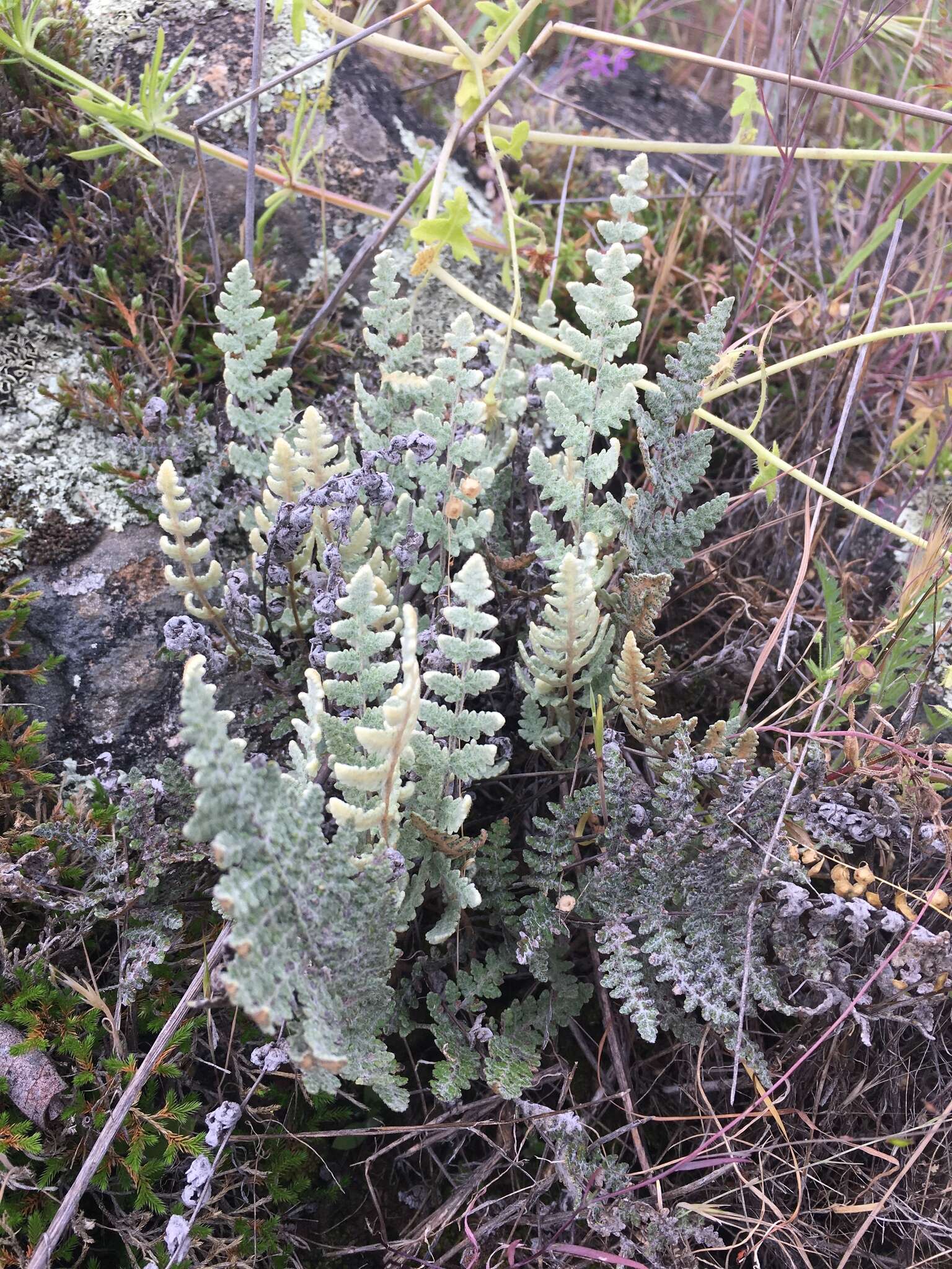 Plancia ëd Myriopteris newberryi (D. C. Eat.) Grusz & Windham