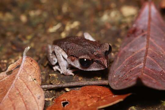 Image of Lowland Litter Frog