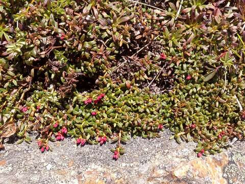 Image of Alpine-Azalea