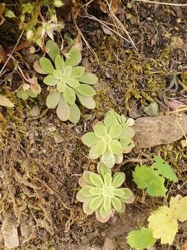 صورة Sedum cepaea L.