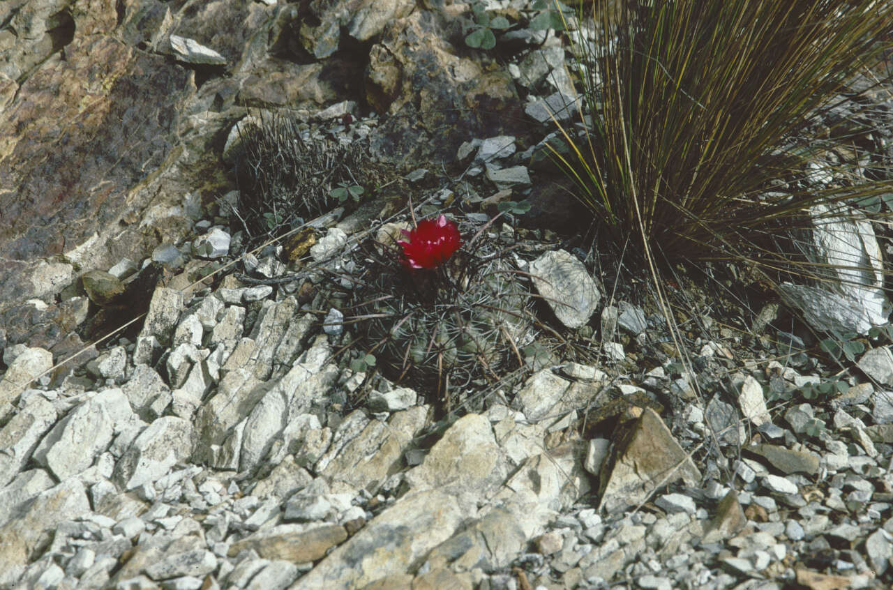 Image of Parodia subterranea F. Ritter