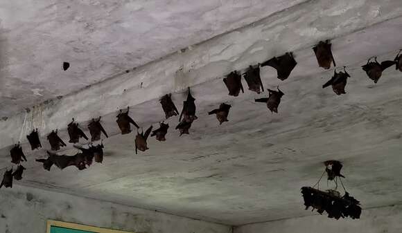 Image of Great Himalayan Leaf-nosed Bat