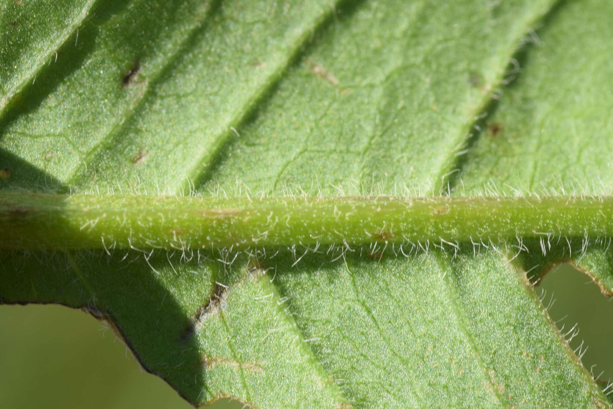 Image of Knautia transalpina (Christ) Briq.