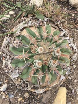 Image of Horse Crippler Cactus