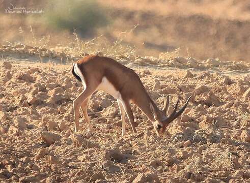 Image of Cuvier's Gazelle