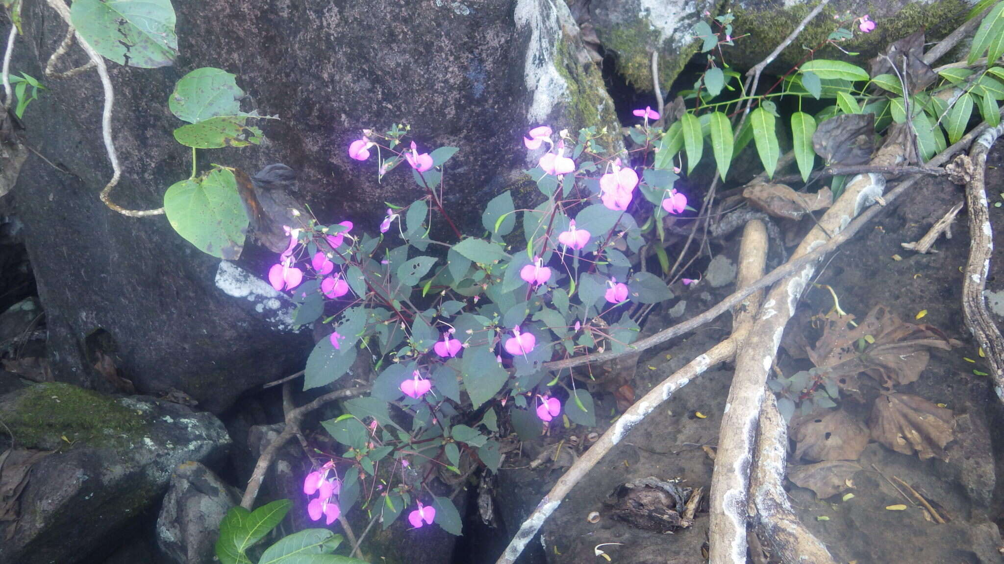 Impatiens bardotiae Eb. Fisch. & Raheliv. resmi