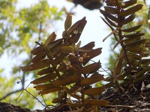 Image of Calyptrochilum