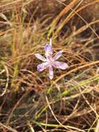 Image of Moraea simulans Baker