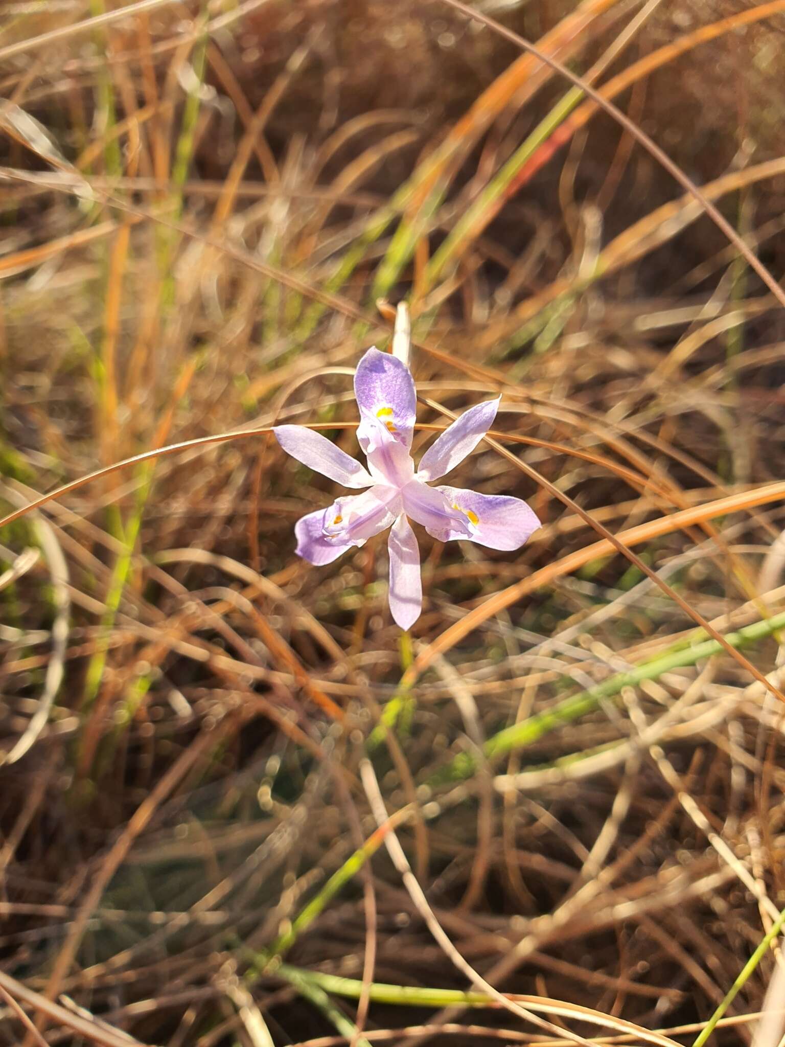 Image de Moraea simulans Baker