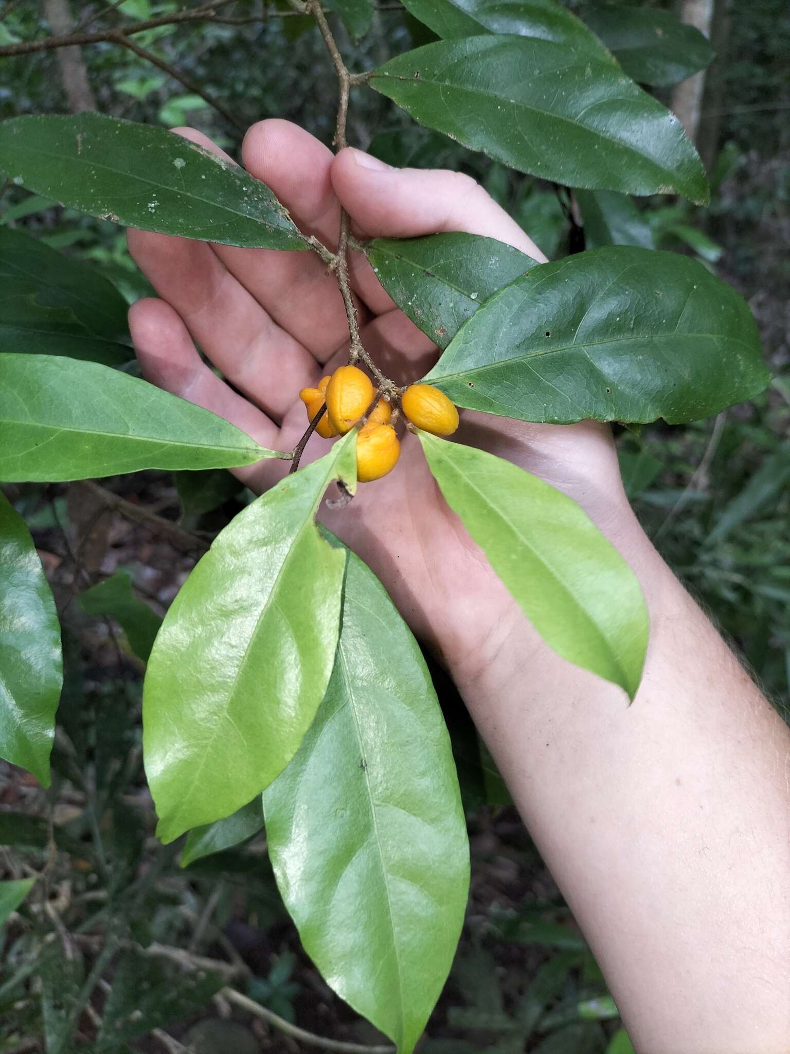 Image of Dichapetalum papuanum (Becc.) Boerl.