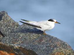 Image of Saunders's tern