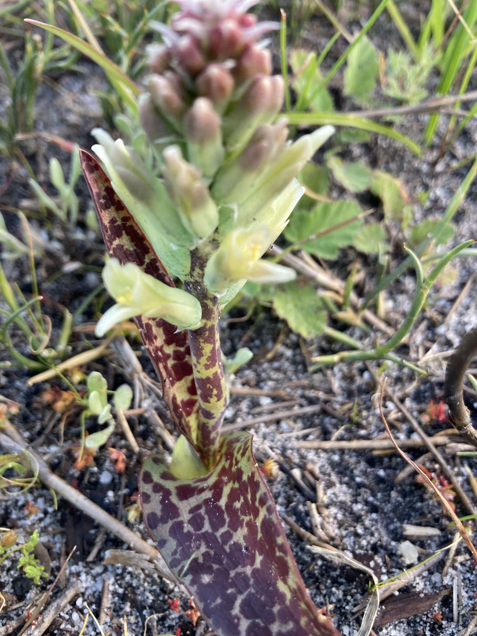 Image of Lachenalia orchioides (L.) Aiton