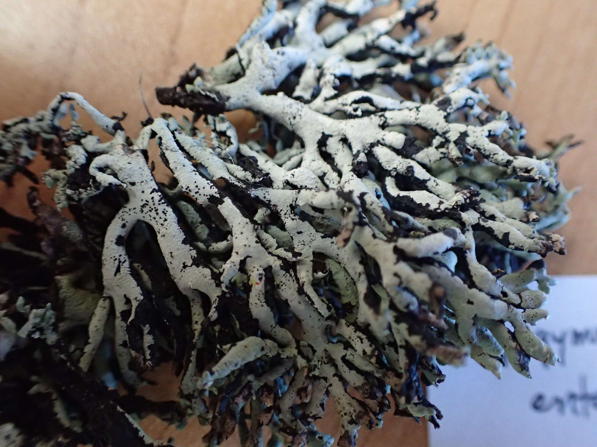 Image of tube lichen