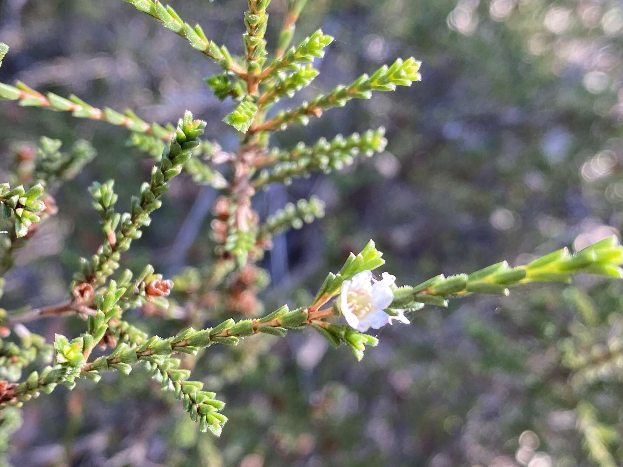 Image of Baeckea diosmifolia Rudge