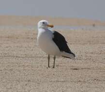 Image of Larus dominicanus vetula Bruch 1855