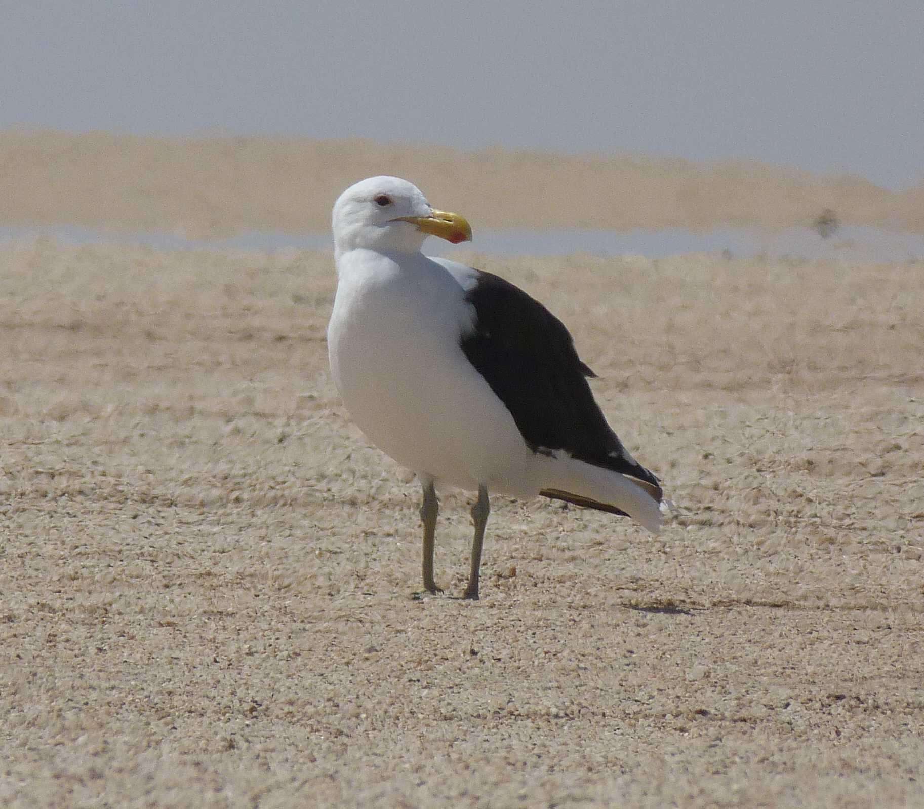 Image of Larus dominicanus vetula Bruch 1855