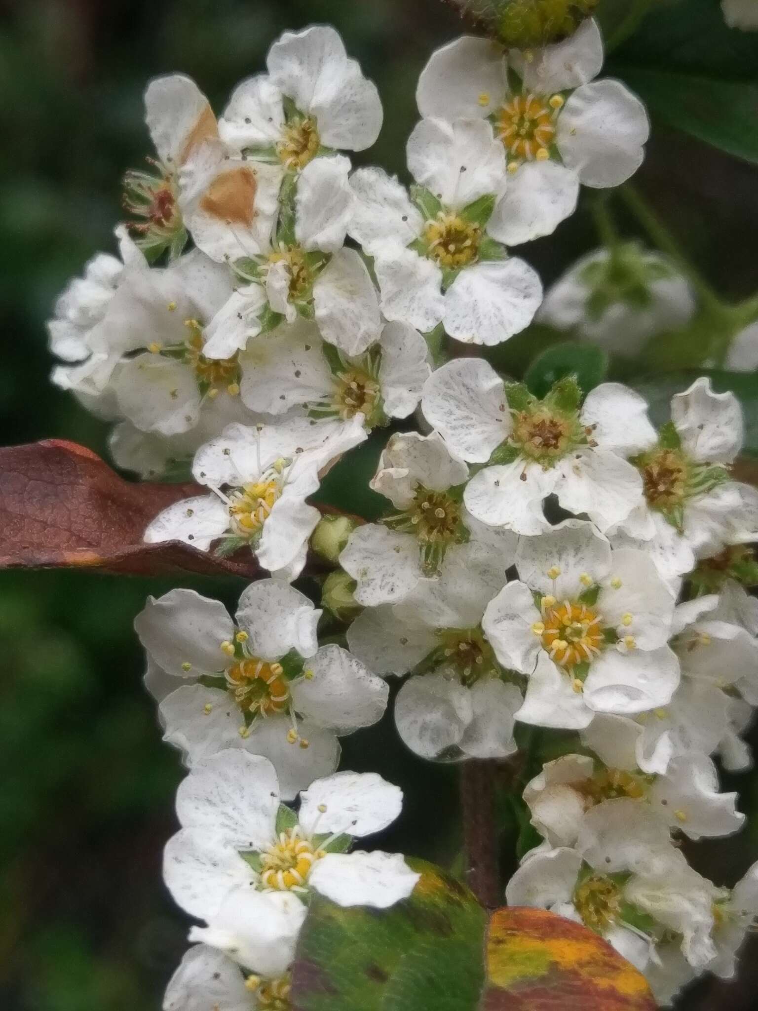 Image of Spiraea prunifolia var. pseudoprunifolia (Hayata ex Nakai) H. L. Li