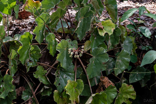 Image of Begonia pinetorum A. DC.