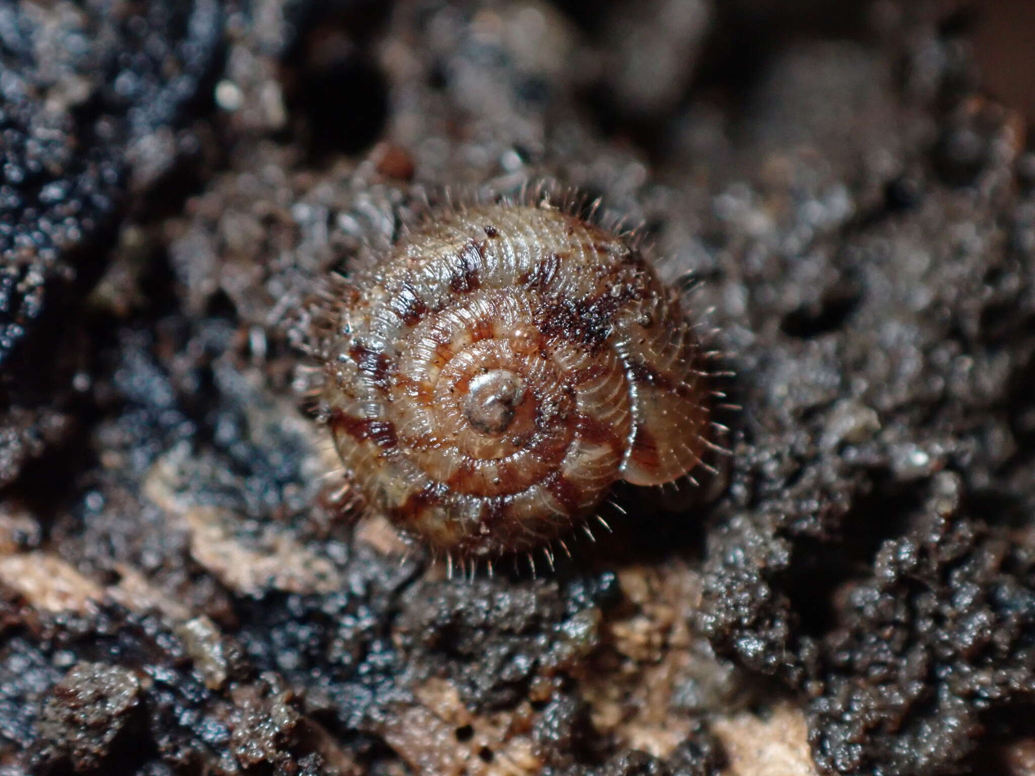 Image of Neophenacohelix ziczac