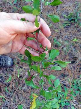 Image of yellowleaf hawthorn