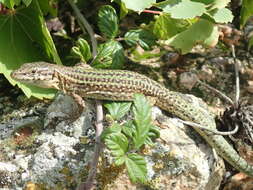 Image of Ibiza Wall Lizard