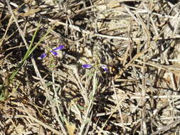 Image of Marina maritima (Brandegee) Barneby