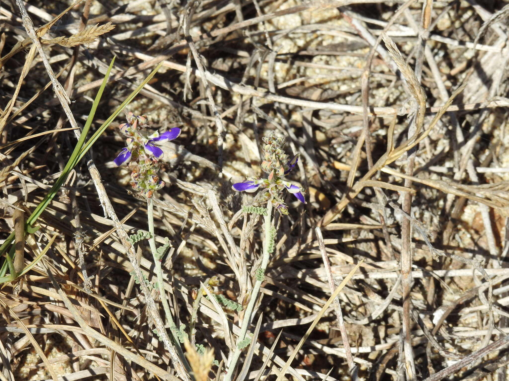 Image of Marina maritima (Brandegee) Barneby