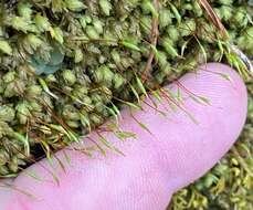 Image of aulacomnium moss