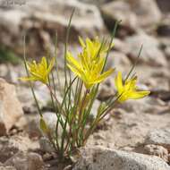 Gagea chlorantha (M. Bieb.) Schult. & Schult. fil.的圖片