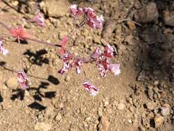 Image de Sidotheca emarginata (H. M. Hall) Reveal