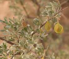 Imagem de Wiborgia leptoptera R. Dahlgren