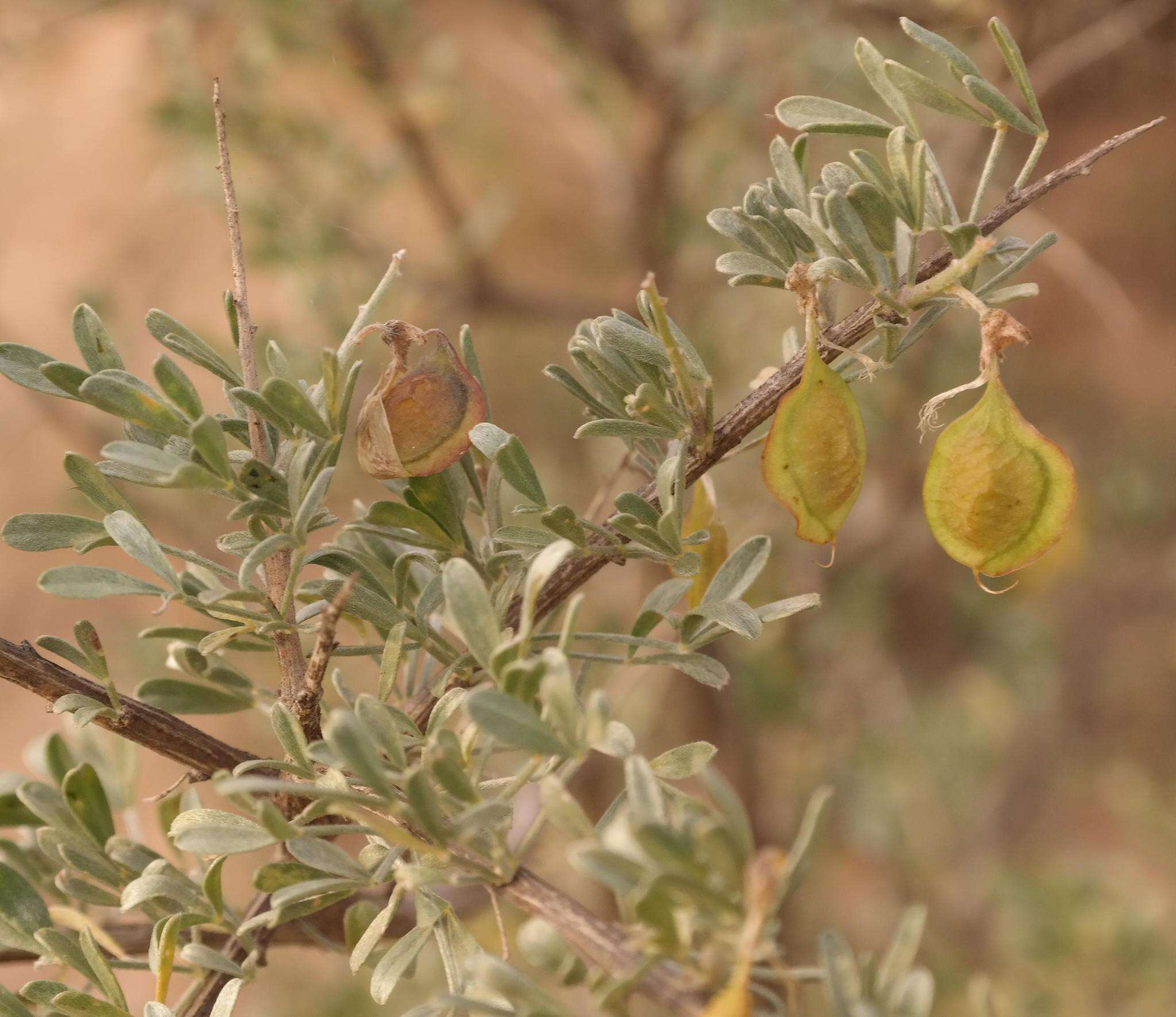 Imagem de Wiborgia leptoptera R. Dahlgren